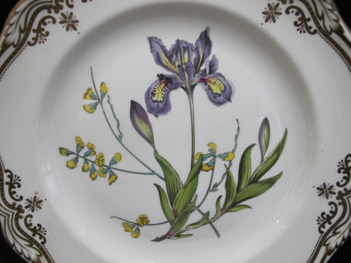 SPODE Stafford Flowers IRIS & SPHAEROLOBIUM Gilt Bone China DINNER