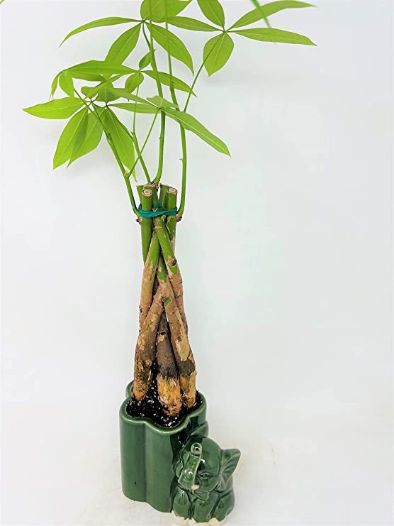 Money Bonsai Tree Live Pachira Aquatica Elephant Feng Shui in Ceramic Pot |  eBay