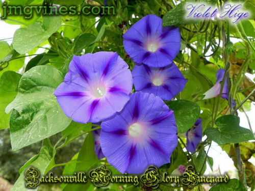 Violet Hige Ipomoea Purpurea Morning Glory 6 Qty - Picture 2 of 6