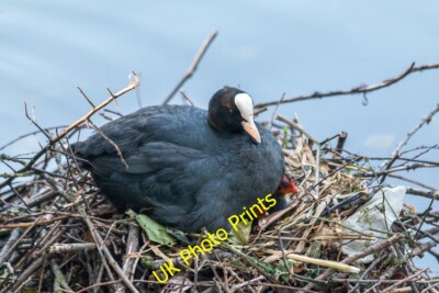Foto 12x8 Coot with Chicks, New River Loop, Enfield Enfield\/TQ3396 Two c c2015