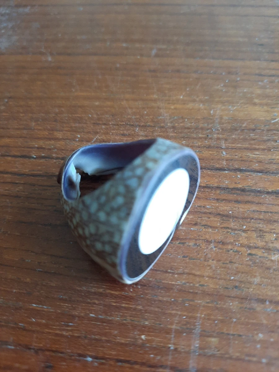Carved shell deals ring
