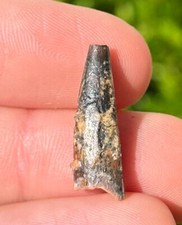 Pterosaur Flying Dinosaur Tooth Fossil Morocco Cretaceous Age Kem Kem