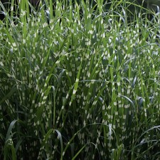 Miscanthus 'Little Zebra' Compact Deciduous Ornamental Plant In Growers Pot