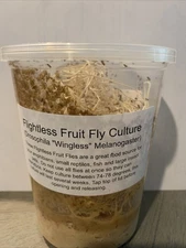 Flightless Fruit Fly Culture (Drosophila Wingless Melanogaster)