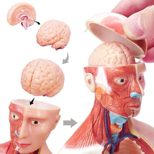 EVOTECH 2024 Newest Human Body Model for Kids 15 Pcs Removable 11 inch Human ... - Afbeelding 2 van 5