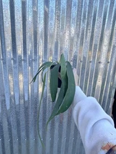 #74 Anthurium Wendlingeri Aroid 4” Pot Houseplant