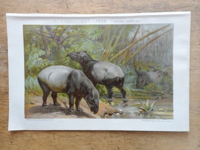 Orig.(1908) Chromolithographie Schabrackentapir (Tapirus indicus) (B1K)