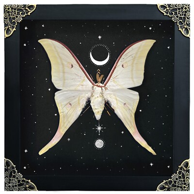 Black Framed Luna Moth Taxidermy - Real Butterfly Specimen - Handmade Wood Home Decor