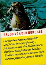 40151416 - North Sea Seal Seal