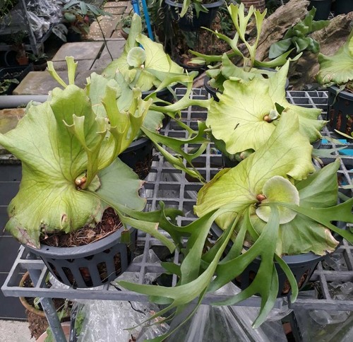 Hirschhornfarn Platycerium Mt Kitshakood dünne Form Pflanze KOSTENLOSES PHYTO-Zertifikat - Bild 3 von 4