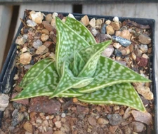 Aloe variegata v. haworthii Short Fat Ridged Succulent Deltoid Leaves 8