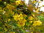 thumbnail 8  - Popular Hedge Plants Seeds 21 Types