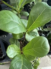 FICUS LYRATA Large Leaf Fig 4" Pot(clump)
