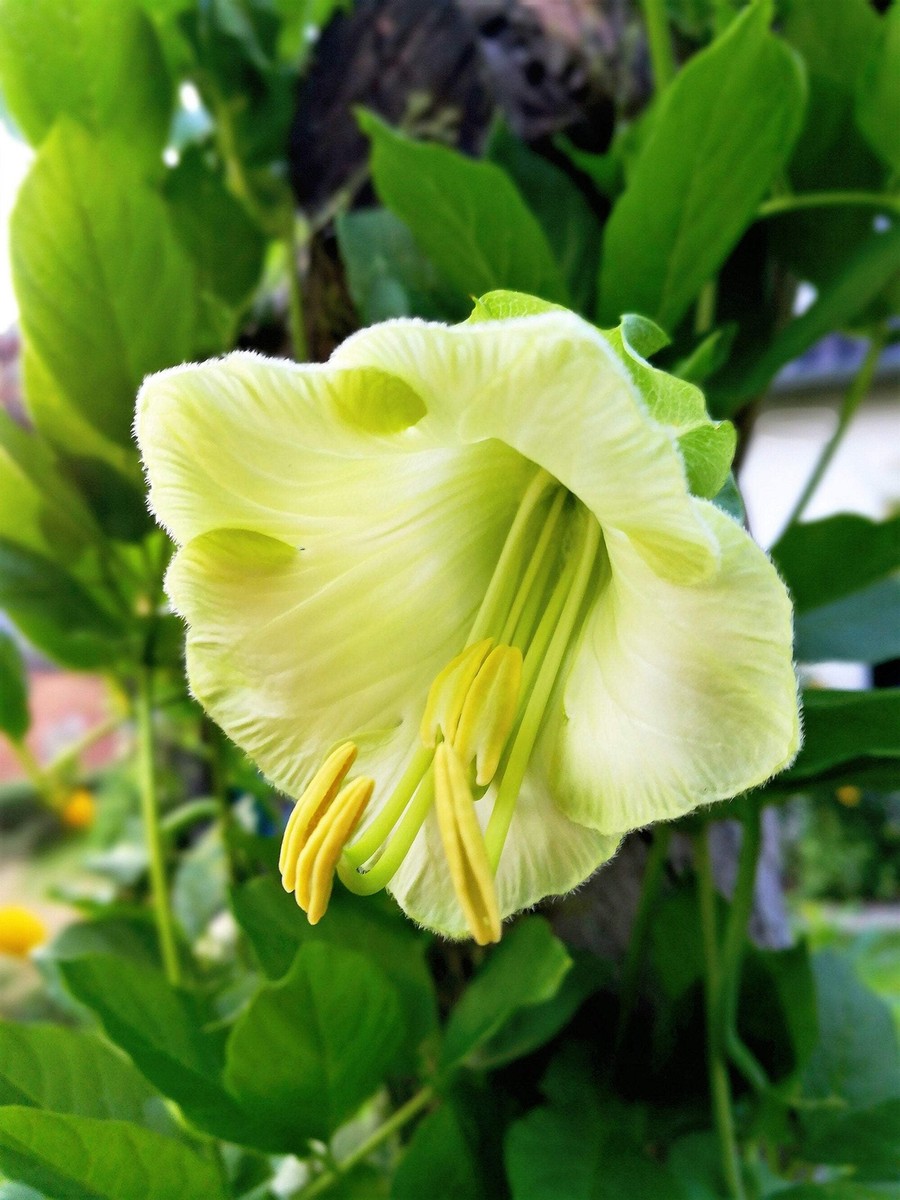 5 WHITE CATHEDRAL BELLS Vine Cup & Saucer Cobaea Scandens Alba