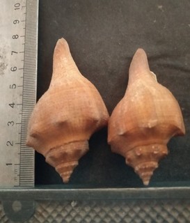 COLLECTION COQUILLAGE : GRANOLARIA SALMO LOT DE 2