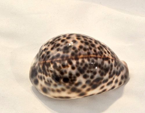 Large Tiger Cowrie (Cypraea tigris) Shell -- 90 mm