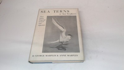 			Sea Terns or sea swallows, George Marples, Country Life, 1934, Ha		