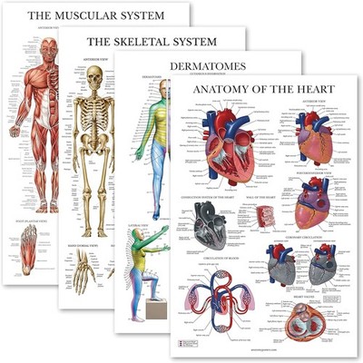 Palace Learning 4er-Pack   Anatomisches Poster-Set   laminiert   Muskulatur, Ske