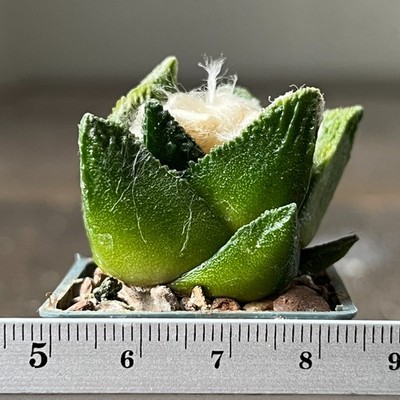 22-245 Cactus bravoanus, grafted