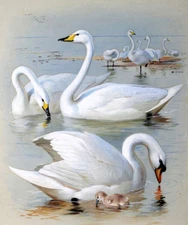 Canvas Print Swans in the lake Oil painting HD printed on canvas L1779