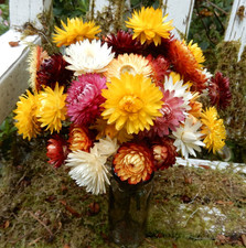 25+ Dried Straw Flowers Mixed Color Yellow Burgundy Peach Stems, Wedding Crowns