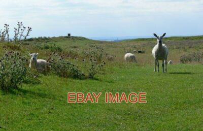 FOTO BURROUGH HILL DAS SCHAF BEWACHT DEN EINGANG ZUM EISENZEITHÜGEL FÜR