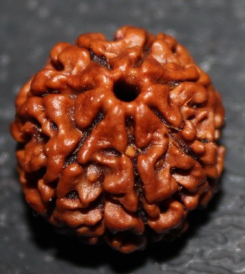 NEPALESISCHE SIEBEN 7 SAATH MUKHI FACETTE RUDRAKSHA RUDRAKSH HINDU POOJA GEBETS YOGA