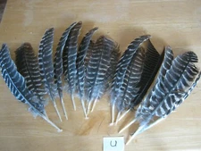 Eastern Wild Turkey Loose Wing Feathers Fly Tying Art Crafts Arrow Fletch