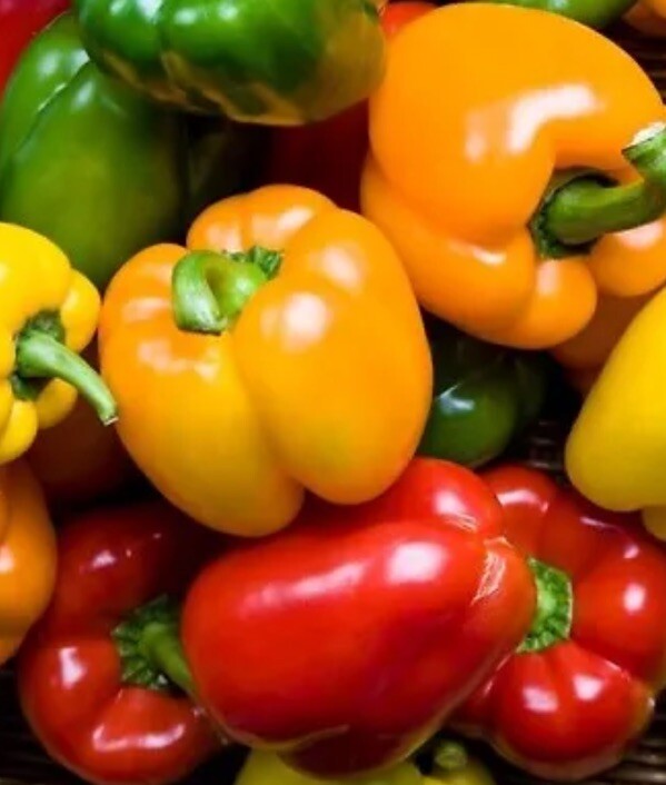 8x Sweet Pepper Plug Plants 'Mixed' Seedling Preorder Del March Onwards