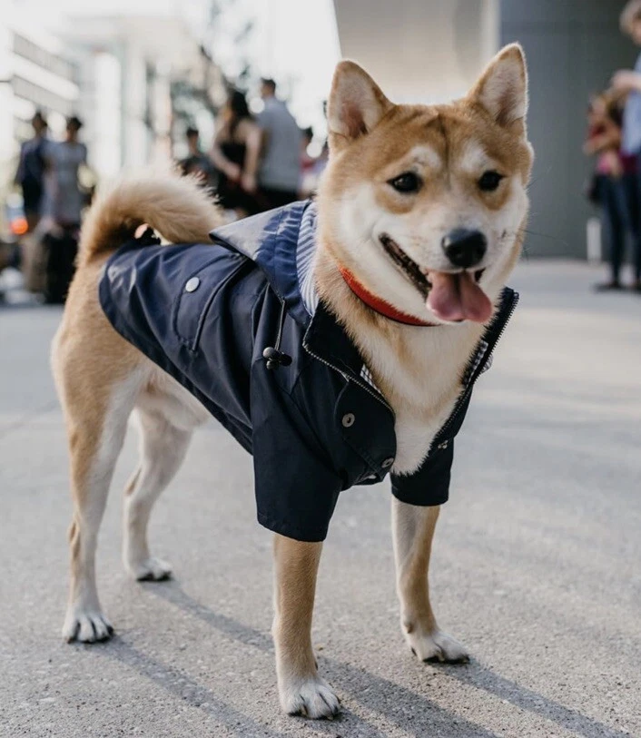 Ellie dog raincoat sales