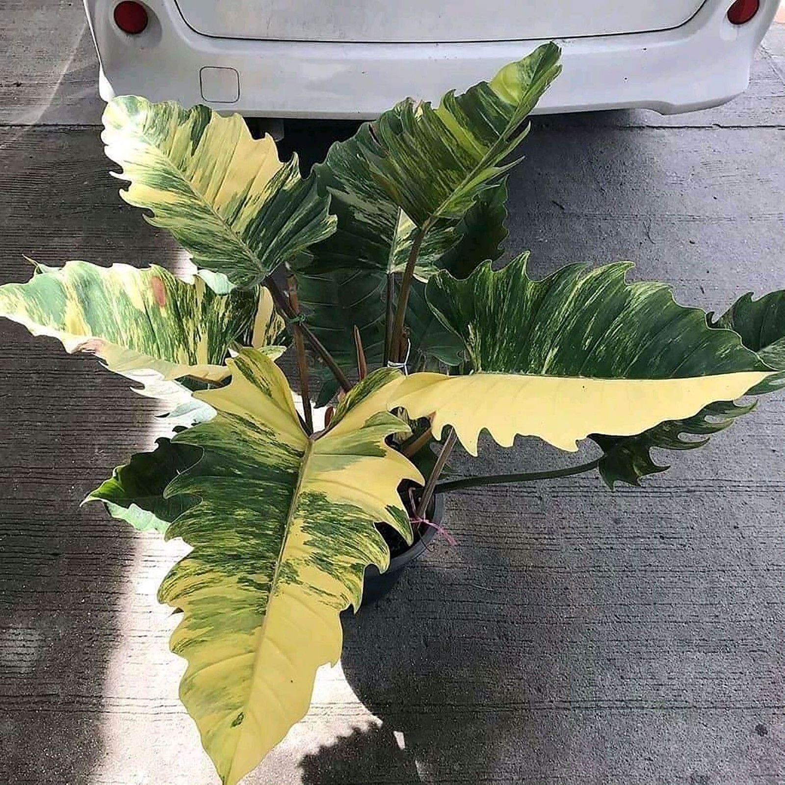 Philodendron Caramel Marble Variegated Free Phyto