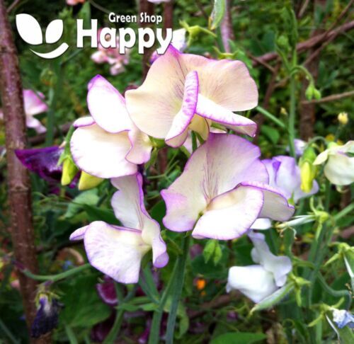 CLIMBING FLOWERS - Vines - Thunbergia Morning Glory Sweet Pea - Flower seeds - Picture 117 of 121