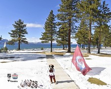 Bernie the St. Bernard Avalanche Unsigned 2021 Outdoors at Lake Tahoe Photo