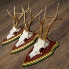 Bois De Cèdre Trophées En Bois De Cerf 3X Cerfs Écureuils Sur Plaques 22.1366