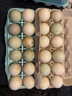 Fresh Duck Eggs Assorted Colors Mixed Flock 12 Pack, Eggs, Fresh Food Aisle