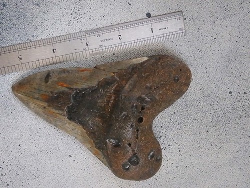 5 Inch NATURAL MEGALODON FOSSIL SHARK TOOTH - Picture 3 of 4