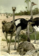 Oil painting Friedrich+Wilhelm+Kuhnert-Ostriches+Struthio+Camelus bird landscape