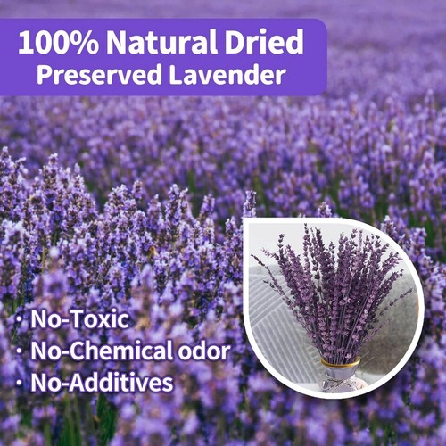 Dried Purple Lavender Flowers Bundle-Dried Preserved Lavender Bouquet 15-17 for - Picture 5 of 5
