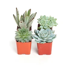 2 In. Blue/Green Collection Succulent (Collection of 4)