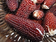 20 Graines De Maïs Fraise Pop Corn (bio)