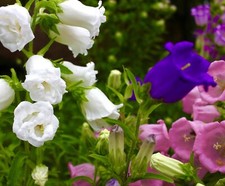 Canterbury Bells Mix - 2100x Seeds - Cup & Saucer Campanula Calycanthema Flower