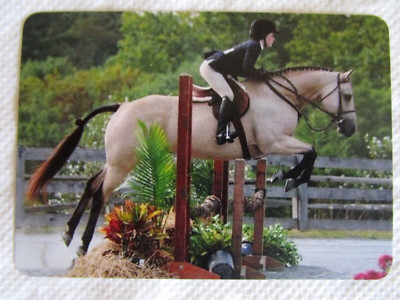 HORSE SWAP CARD~MODERN NEW~FLASHY BUCKSKIN SHOWJUMPER HORSE#78