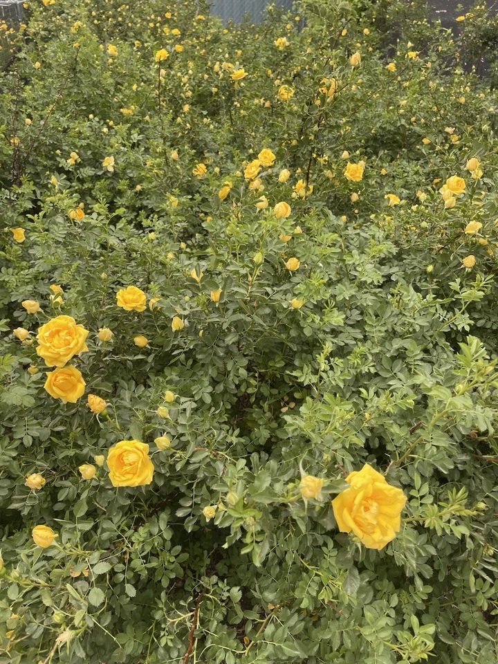 Harrison’s Yellow Rose Pioneer Var. Heritage Resilient Bare root Very Hardy - Image 3 of 4