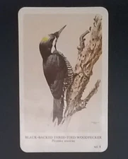 General Cigar Company Trading Card - No. 8 Black-Backed Three-Toed Woodpecker 2