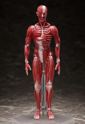 Figma SP-142 Human Anatomical Model - Freeing Figure