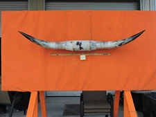 MOUNTED STEER HORNS 5' 9" tip to tip  17 Bases #907 COW BULL HORN LONGHORN