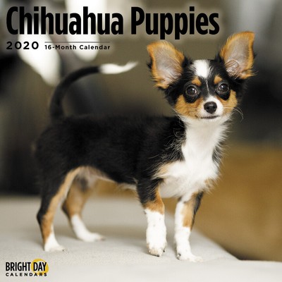2020 Chihuahua Puppies 16 Month 12 X 12 Wall Calendar Small Cute