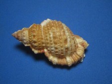 Bursa granularis R&ouml;ding, 1798 "HAWAIIAN ISLANDS"  (63.1mm)