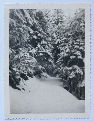 Frankreich, Mont d Or, Der verschneite Tannenwald, Originaldruck, 1946