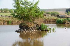 Photo 6x4 Plastic duck on a pond The Canada geese are real but there were c2010